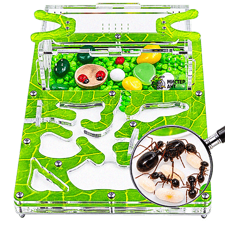 Игрушки Мистер Ант kids
